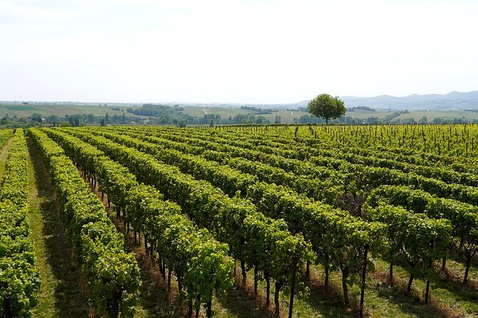 Brescia and Franciacorta Winery Area. Cultural and Wine Tasting Small Group Tour - Traveler Reviews and Ratings