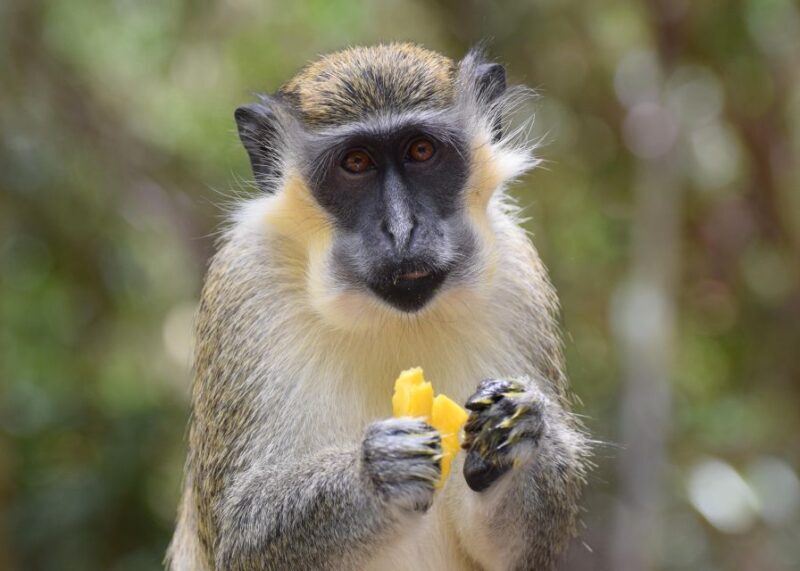 Bridgetown: Wildlife Reserve Tour and Carlisle Bay Cruise - FAQ