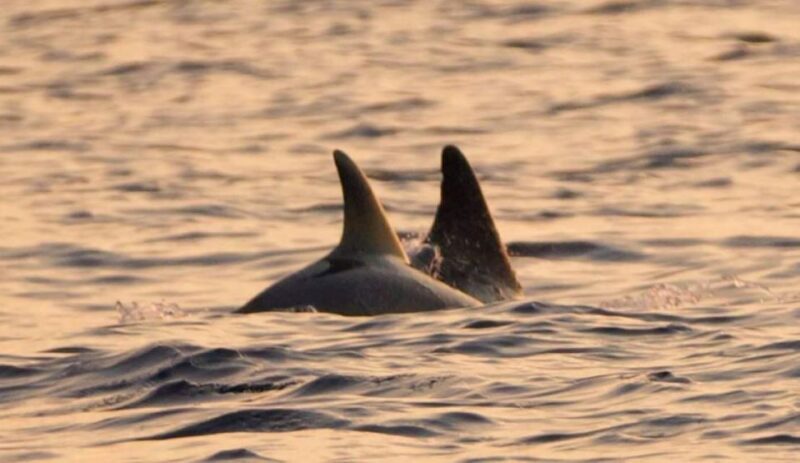 Brijuni Islands: Sunset & Dolphins private boat tour - An overview of the experience