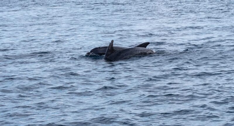 Brijuni Islands: Sunset & Dolphins private boat tour - Practical considerations