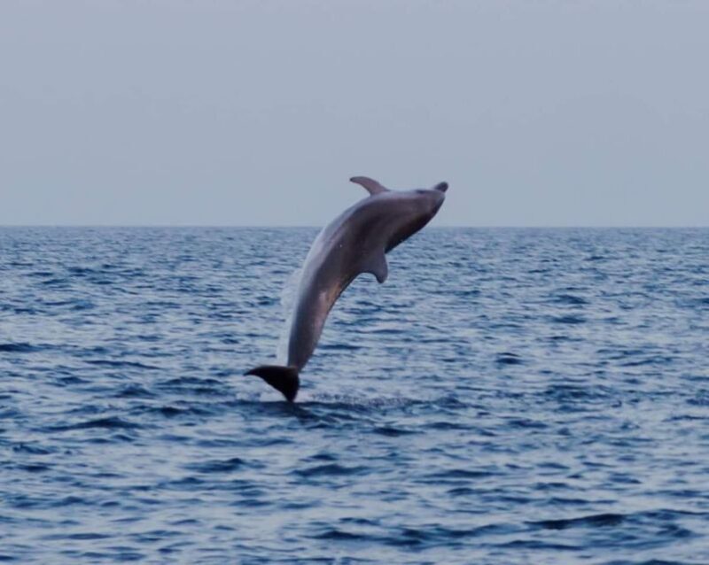 Brijuni Islands: Sunset & Dolphins private boat tour - Frequently Asked Questions