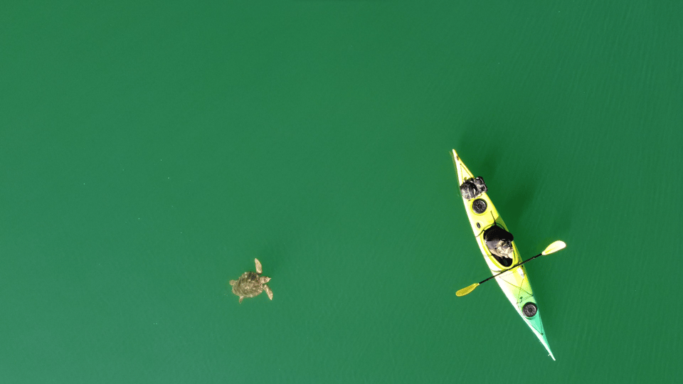 Brindisi: Kayaking at SantAndrea Island & Turtle Watching - Witnessing Marine Life Wonders