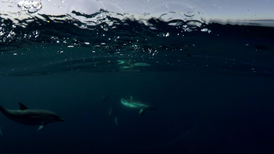 Brindisi: Kayaking at SantAndrea Island & Turtle Watching - Practical Considerations for the Tour