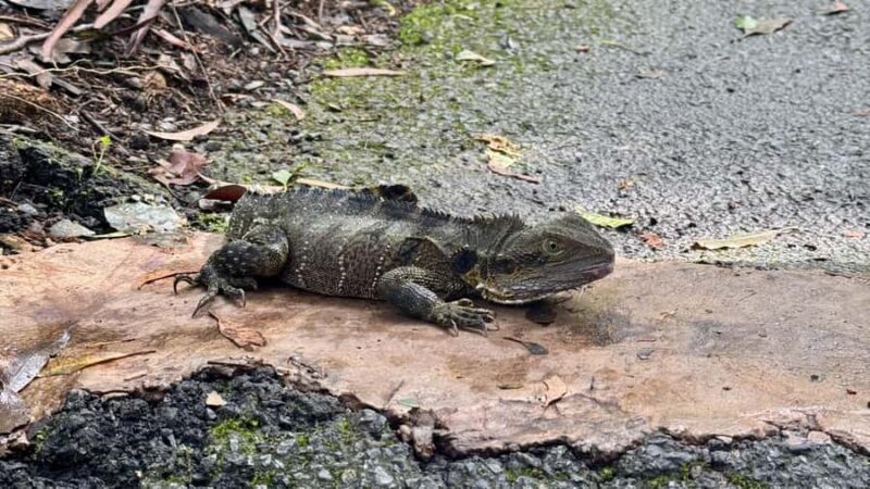 Brisbane: 6 Waterfalls, Koalas & Natural Bridge Day Tour - Frequently Asked Questions