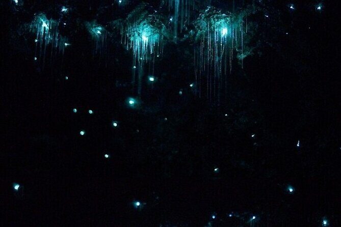 Brisbane: Glow Worms, Sunset, Telescope Stargazing & Dinner - Final Thoughts: Is This Tour Right for You?