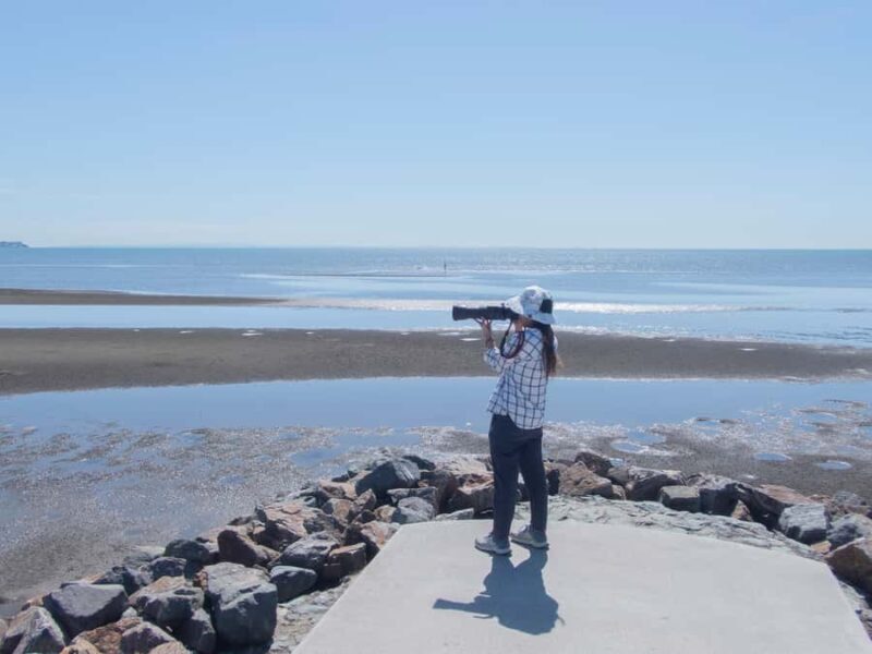 Brisbane: Kangaroos, Birds and Mangroves Coastal Tour - Key Points