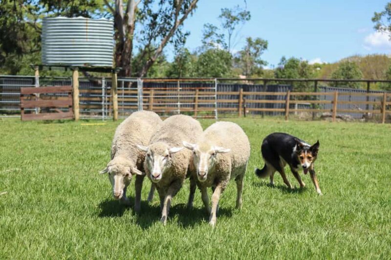 Brisbane: Lone Pine Koala Sanctuary Day Pass - The Sum Up: Who Will Love This Experience?