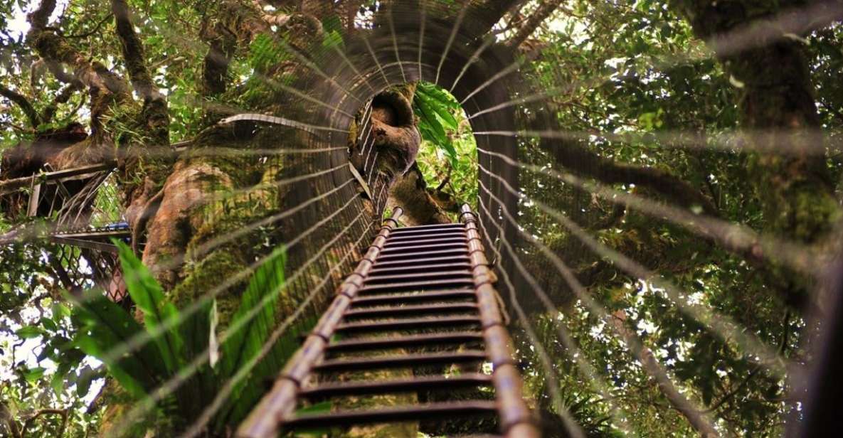 Brisbane: OReillys Tree Top Walk - Key Points