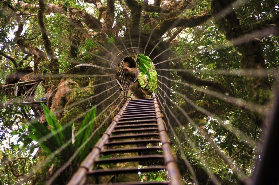 Brisbane: OReillys Tree Top Walk - Description