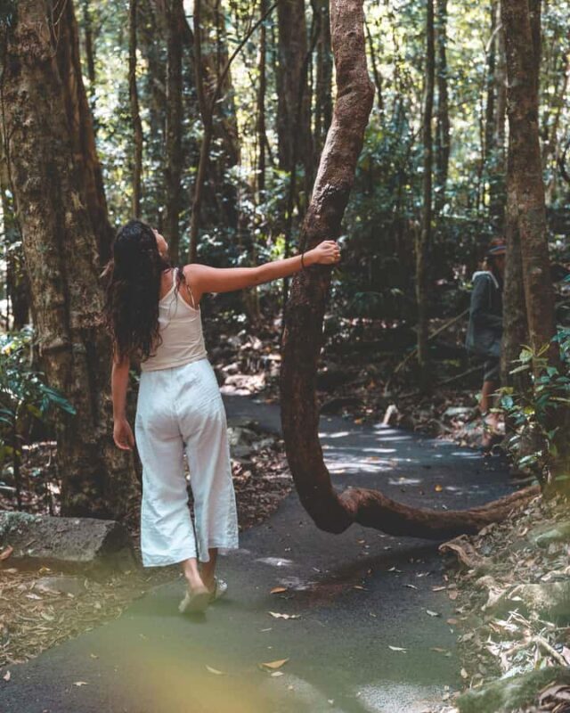 Brisbane: Rainforests, Waterfalls and Glow Worm Cave Tour - The Sum Up