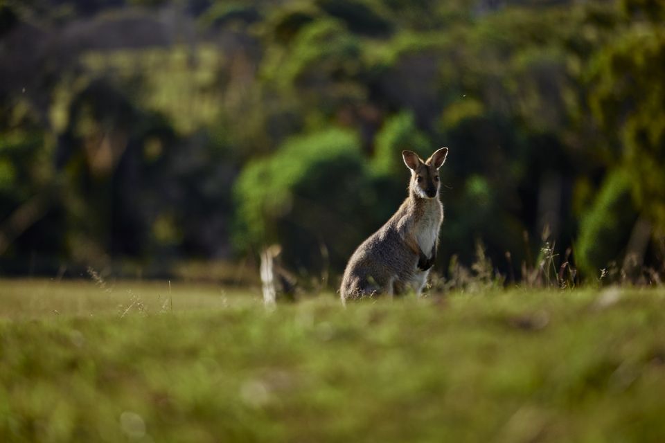Brisbane: Sirromet Winery Tour With Tasting & 2-Course Lunch - Additional Information
