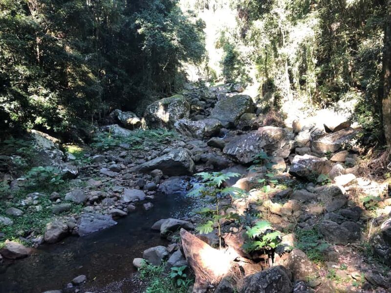 Brisbane: Springbrook and Mt Tamborine Glow Worm and Skywalk - Key Points