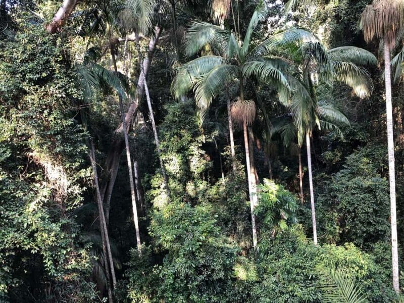 Brisbane: Springbrook and Mt Tamborine Glow Worm and Skywalk - Price and Value Considerations