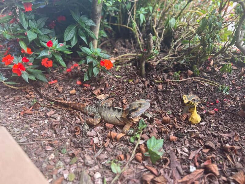 Brisbane: Springbrook and Mt Tamborine Glow Worm and Skywalk - Who Is This Tour Best For?