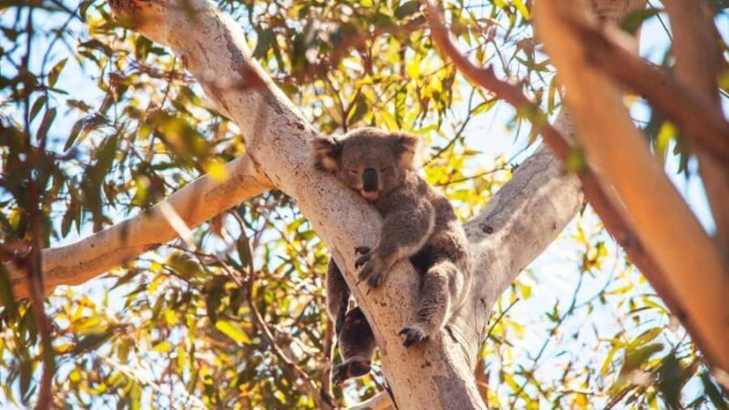 Brisbane to North Stradbroke Island Day: Wildlife & Beaches - Key Points