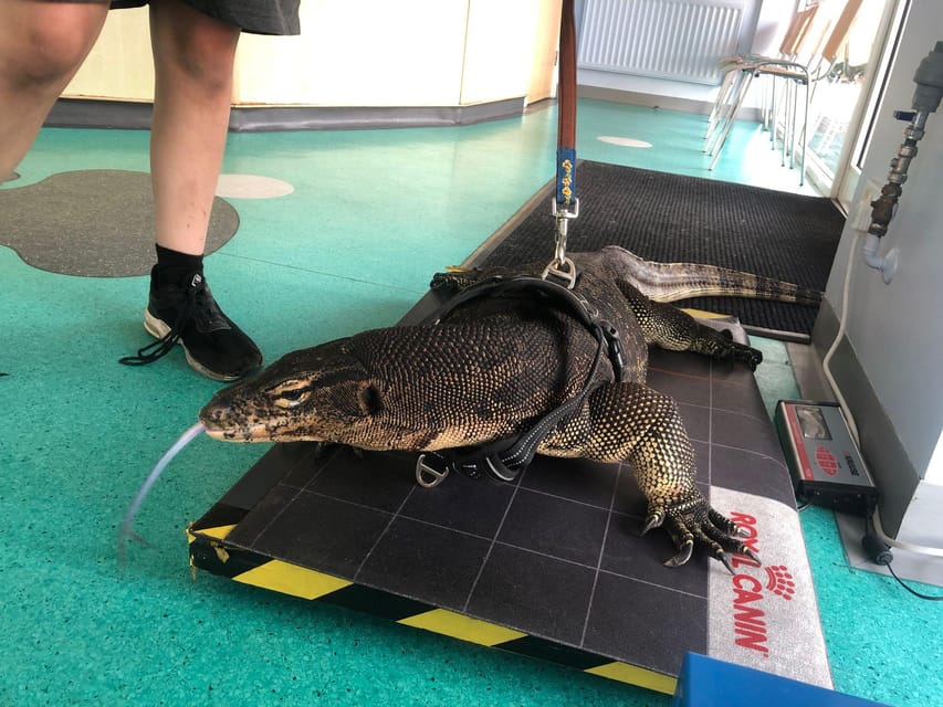 Bristol: Big Lizard Keeper for Two People - An In-Depth Look at the Reptile Experience