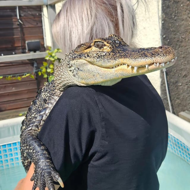 Bristol: Crocodile Swimming Experience with Lunch x2 - FAQ
