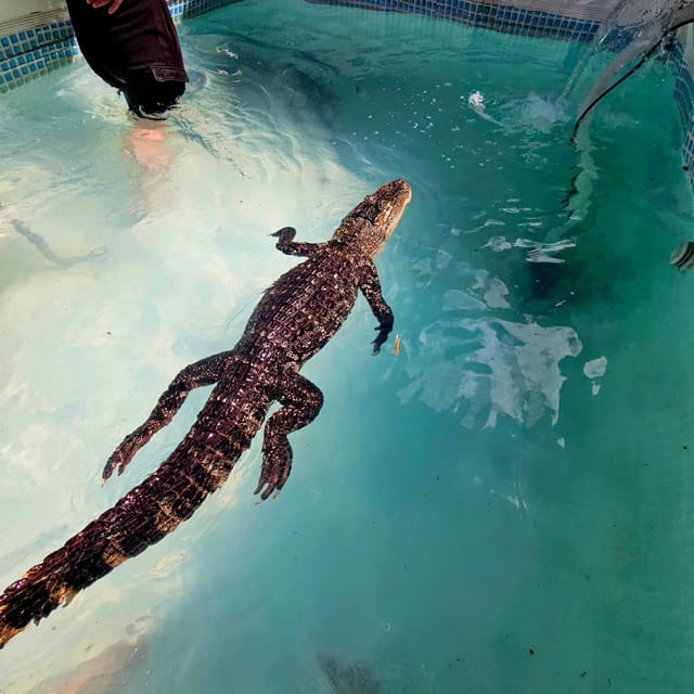Bristol: Swimming with Crocodiles and Lunch x4 - Key Points