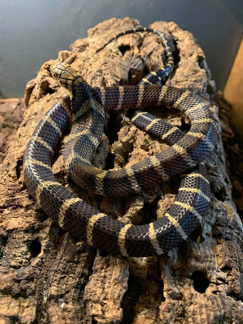 Bristol: Venomous Snake Tour w/ Guide & Croc Photo - Final Thoughts on Value and Experience