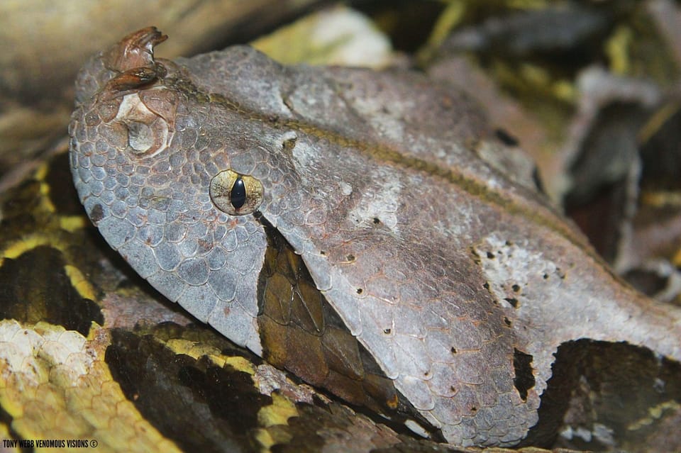 Bristol: Venomous Snake Tour with Reptile Photo - Key Points