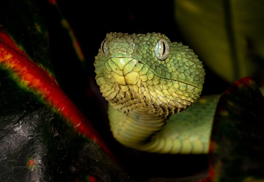 Bristol: Venomous Snake Tour with Reptile Photo - An Honest Look at the Venomous Snake Tour