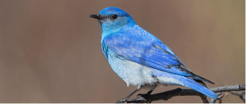 British Columbia: Bird Watching and Photography Tour - A Deep Dive into the British Columbia Bird Watching and Photography Tour