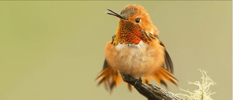 British Columbia: Bird Watching and Photography Tour - Pricing and Value