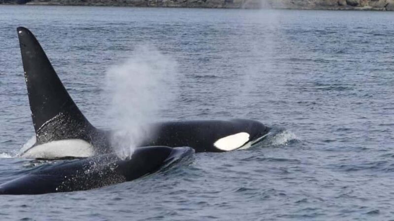 British Columbia: Whale Watching Eco-Adventure Tour - Key Points