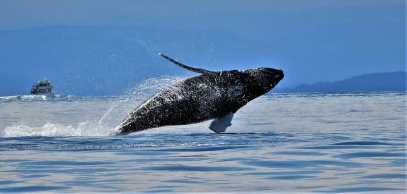 British Columbia: Whale Watching Eco-Adventure Tour - An In-Depth Look at the Whale Watching Eco-Adventure