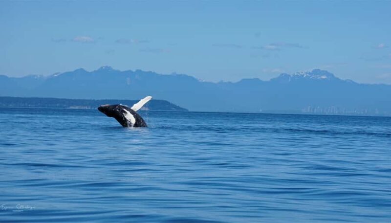 British Columbia: Whale Watching Eco-Adventure Tour - FAQs