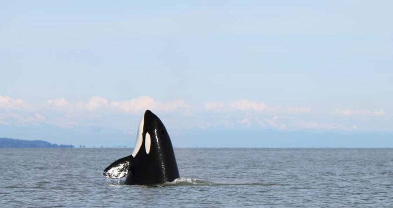 British Columbia: Whale Watching Eco-Adventure Tour - Final Thoughts