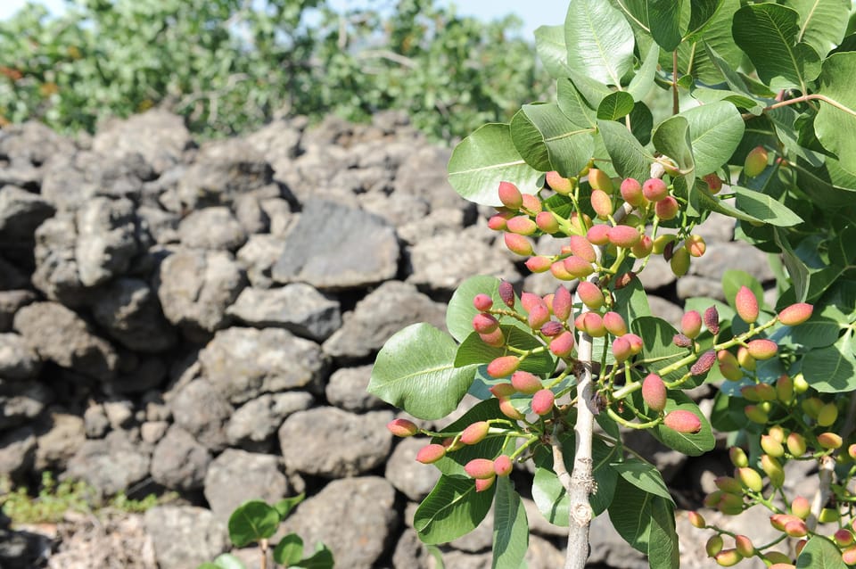 Bronte: Tour and Tasting in the Pistachio Plantations - Key Points