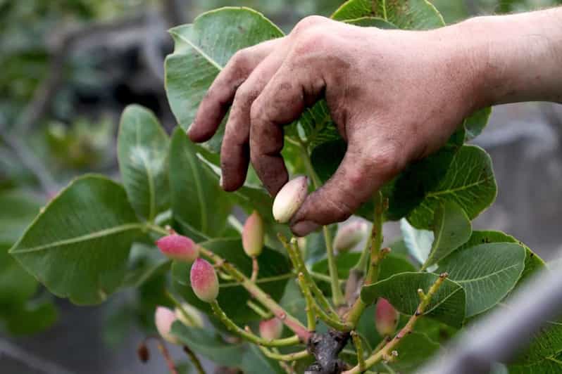 Bronte: Tour and Tasting in the Pistachio Plantations - Activity Overview