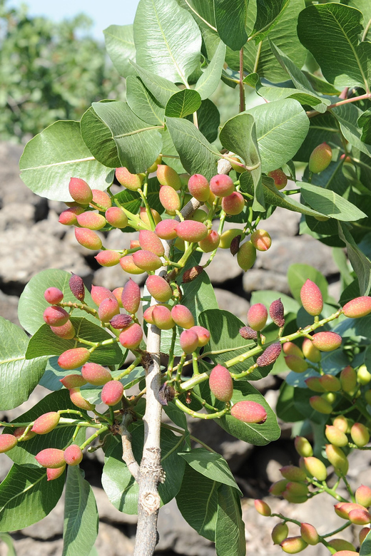Bronte: Tour and Tasting in the Pistachio Plantations - Tour Highlights