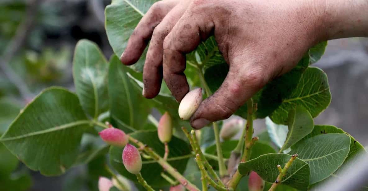 Bronte: Tour and Tasting in the Pistachio Plantations - Important Information