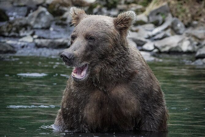 Brooks Falls Bear Viewing - FAQ