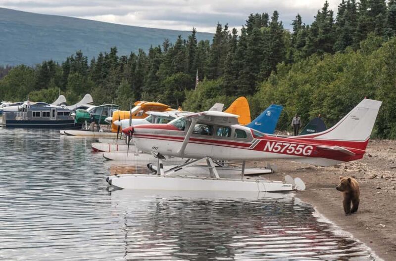 Brooks Falls: Katmai National Park Bear View by Floatplane - Key Points
