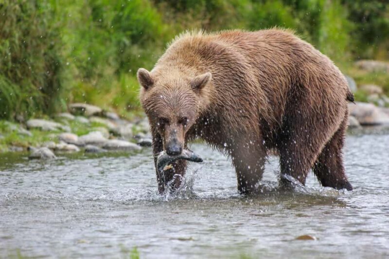Brooks Falls: Katmai National Park Bear View by Floatplane - The Journey Begins: From Homer to Brooks Falls