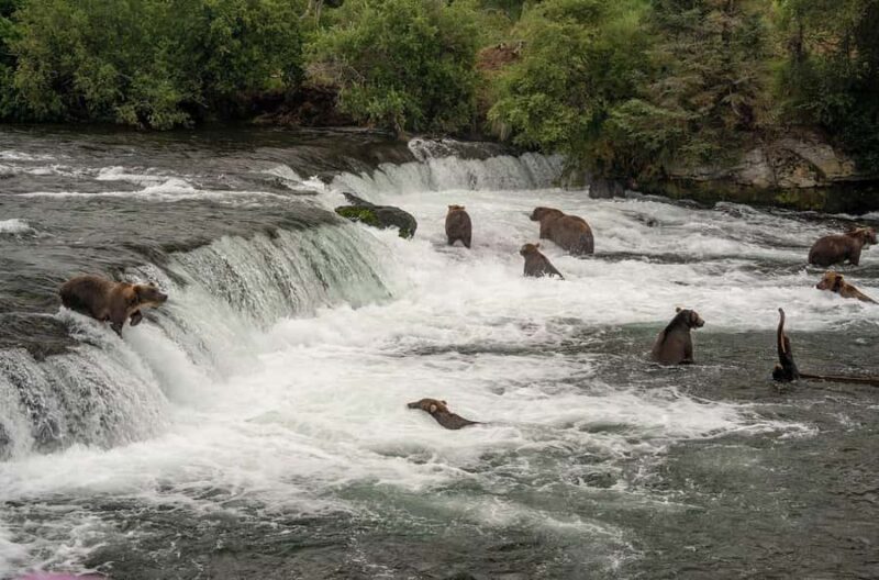 Brooks Falls: Katmai National Park Bear View by Floatplane - What You’ll Actually See at Brooks Falls