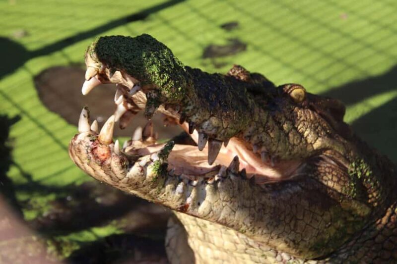 Broome: Malcolm Douglas Crocodile Park Tour with Transfers - Key Points