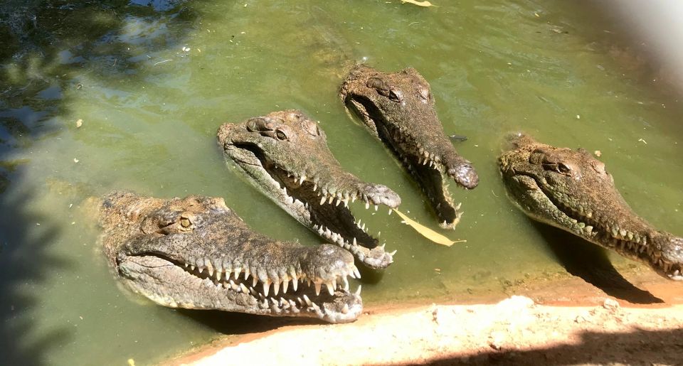 Broome: Malcolm Douglas Crocodile Park Tour With Transfers - Frequently Asked Questions