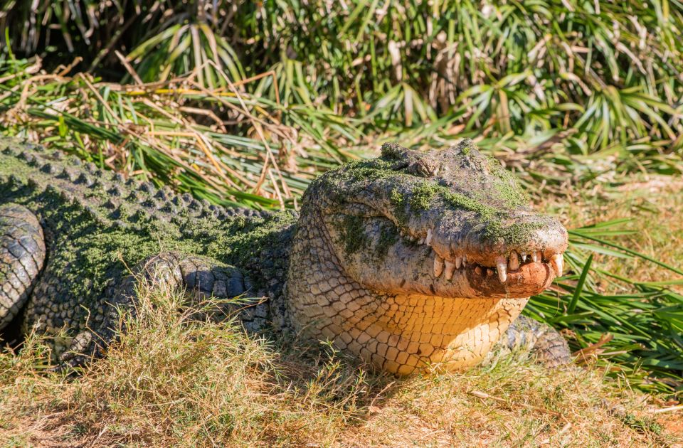 Broome: Malcolm Douglas Crocodile Park Tour With Transfers - Recap