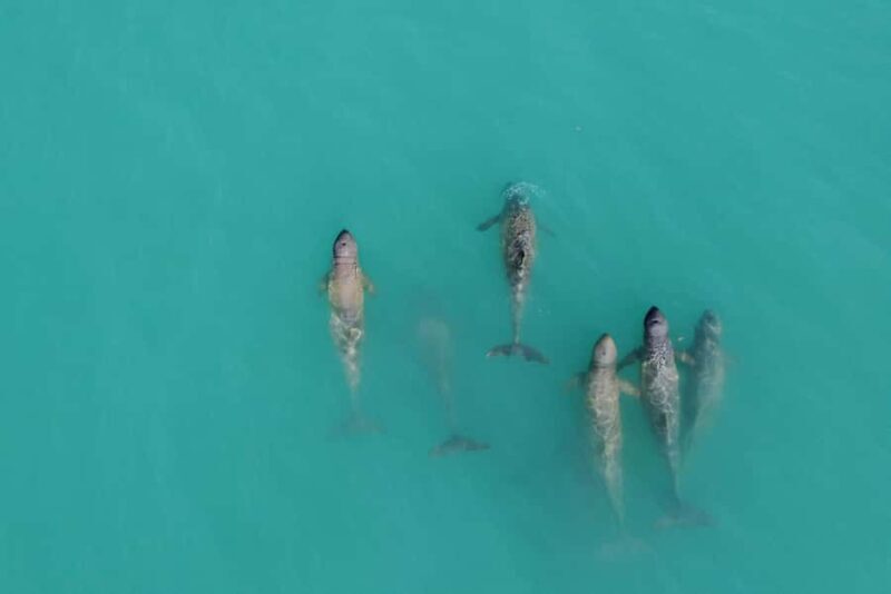 Broome: Snubfin Dolphin Cruises - Setting the Scene: Why Choose This Tour?