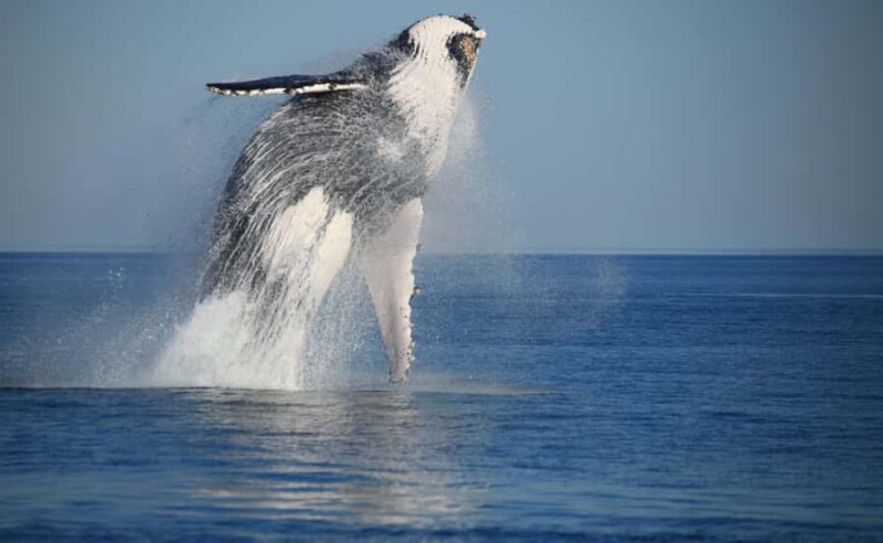 Broome Sunset & Whale Watching Cruise - Exploring the Broome Sunset & Whale Watching Cruise in Detail