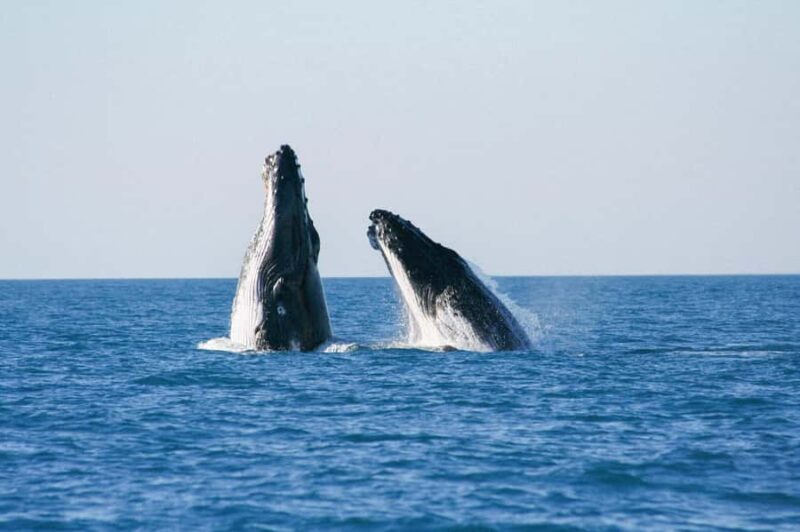Broome: Whale Watching & Sunset Cruise - The Experience at a Glance