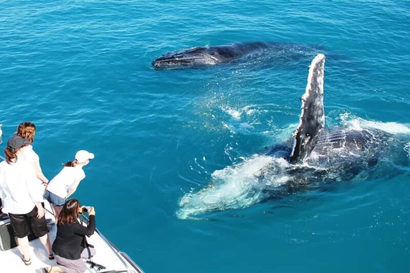 Broome: Whale Watching & Sunset Cruise - Practical Details and Value