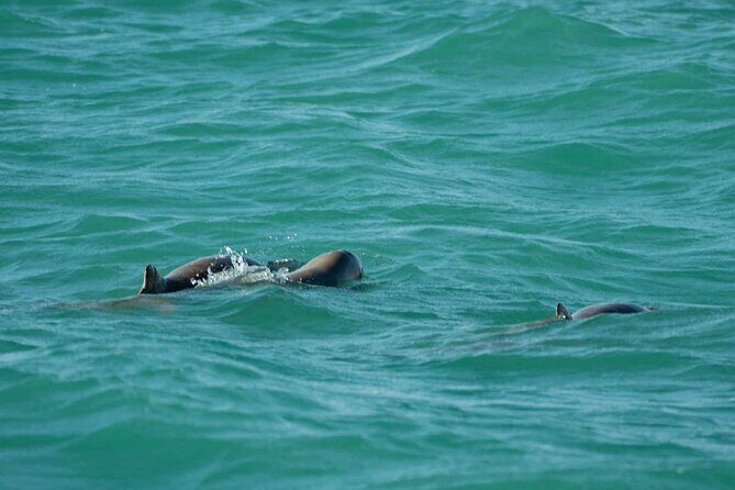 Broome's only Crabbing Adventure & Wildlife Cruise - The Sum Up