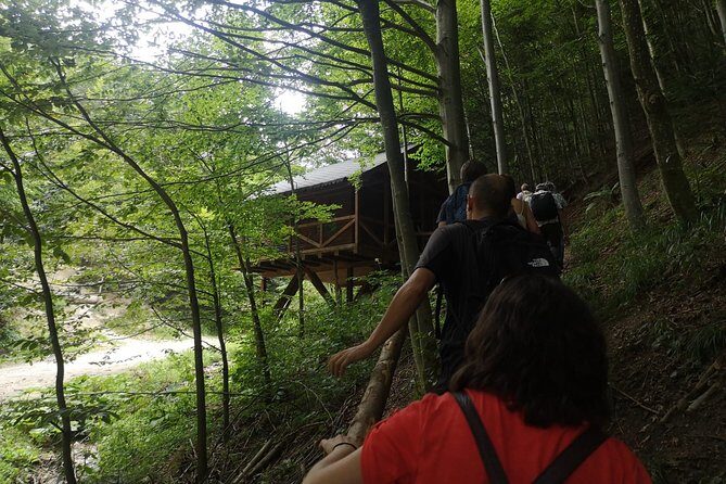 Brown Bears in the wild, no fence - Key Points