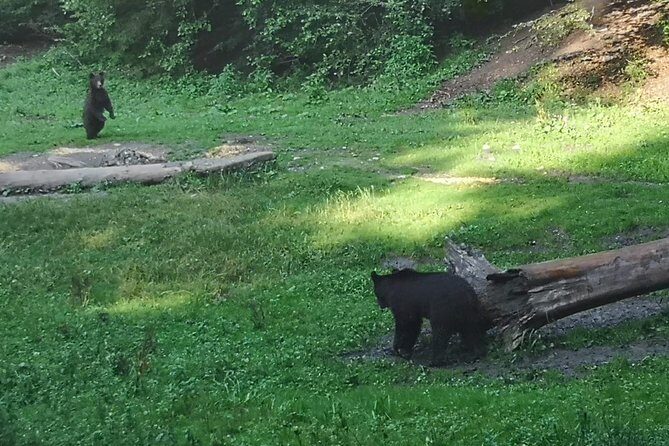 Brown Bears in the wild, no fence - Exploring the Tour Itinerary in Detail