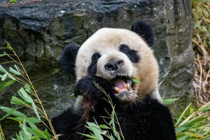 Brugelette: Pairi Daiza Zoo Entry Ticket - A Closer Look at What Makes Pairi Daiza Special